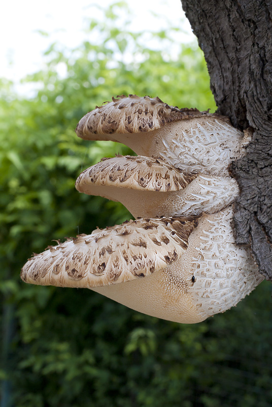 Polyporus squamosus